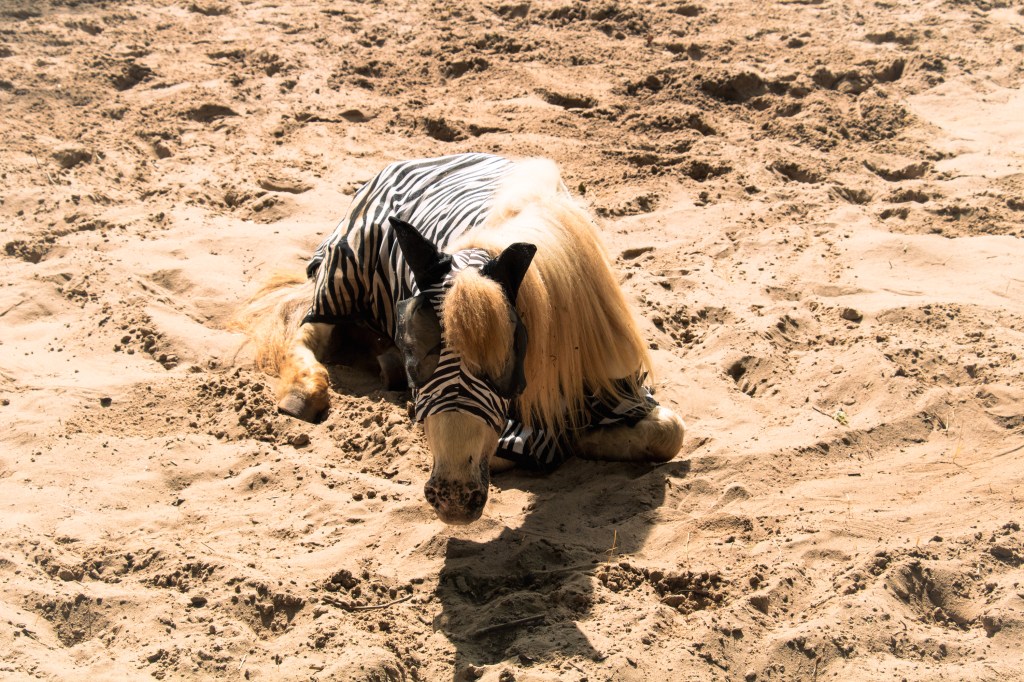 Paardentuin Sanctuary vzw